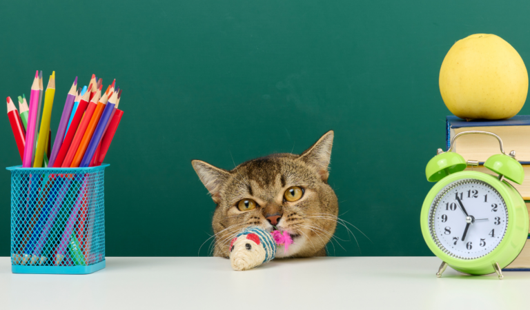 Teachers and Their Pets: The Secret Classroom Companions